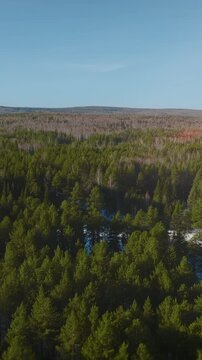 Drone footage of vast conifer forest and a frozen river under low winter sun, panoramic wilderness scenery in the Ural Mountains, Russia, with clear sky