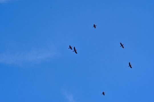 Low angle view of a flock of birds flying high with wings spread against a clear blue sky background on a sunny day.