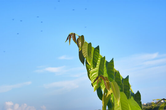 Fresh young green leaves of a Java Plum tree (Syzygium cumini) against a clear blue sky background