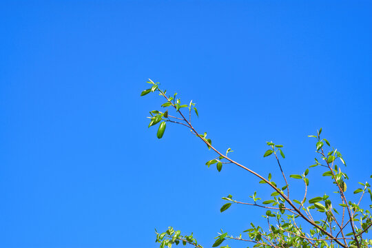 Fresh young green leaves and buds on a tree branch against a clear blue sky background