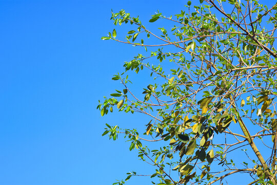 Fresh young green leaves and buds on a tree branch against a clear blue sky background