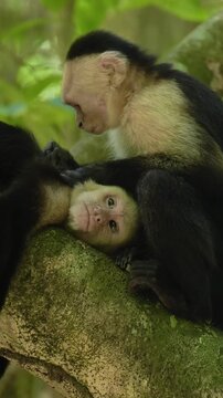 White-Faced Capuchins Grooming Each Other on Tree Branch