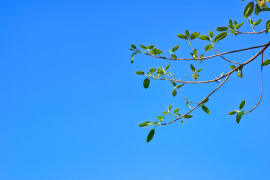 Fresh young green leaves and buds on a tree branch against a clear blue sky background