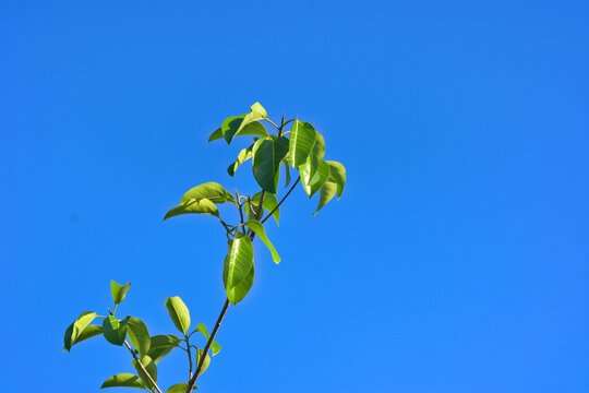 Fresh young green leaves of a Java Plum tree (Syzygium cumini) against a clear blue sky background