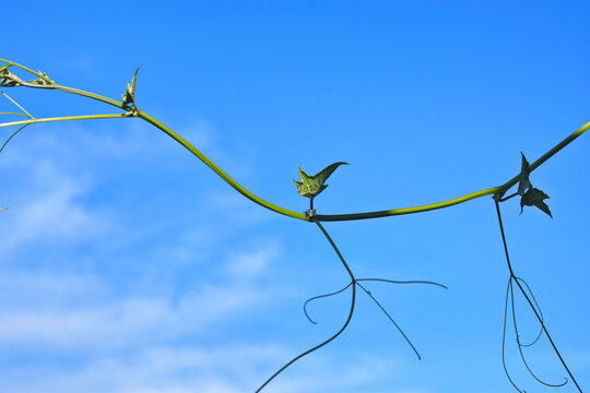 Bright yellow flowers of sponge gourd or luffa plant blooming against a clear blue sky