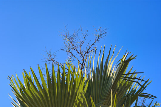 Low angle view of palm tree fronds and dead wood branches under bright sunny sky