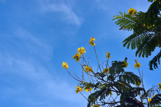 Low angle view of vibrant yellow flowers and delicate green leaves of a copperpod tree blooming against a clear blue sky with soft white clouds.