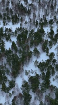 Top-down aerial footage of winter taiga with evergreen pines and leafless birch trees scattered across fresh snow in the Ural Mountains, Russia, cold wilderness scenery