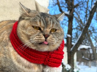 Cat with tongue out in red winter scarf  © OLENA LIALINA
