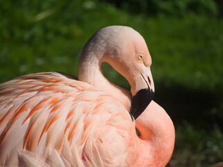 flamingo sun bath © Przemyslaw Klimczak