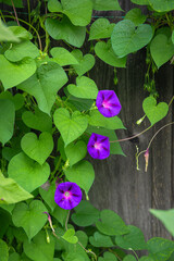 Purple Morning Glory Flowers with Heart-Shaped Green Leaves in Iseltwald, Switzerland © Cherish