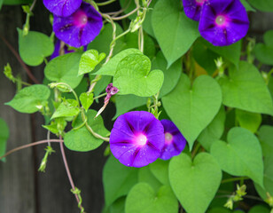 Purple Morning Glory Flowers with Heart-Shaped Green Leaves in Iseltwald, Switzerland © Cherish