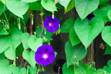 Purple Morning Glory Flowers with Heart-Shaped Green Leaves in Iseltwald, Switzerland © Cherish