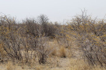 Fototapeta premium camel thorns in the Etosha National Park