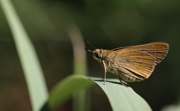 Brown skipper butterfly (Hesperiidae) perched on a plant stem, close up