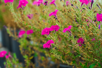 Obraz premium Pink petunias blooming in the garden.