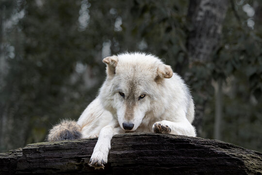 menacing grey wolf staring straight ahead intimidatingly with laying down on rock above viewer with dark forest background