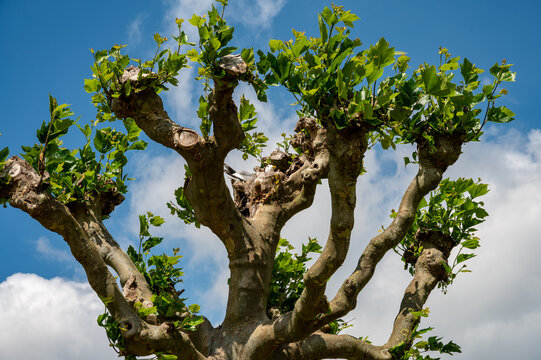 Gull nesting in the knotted crown of a pollarded plane tree against a blue sky with clouds