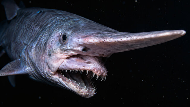 Close-up of longnose lancetfish Alepisaurus ferox with elongated snout and sharp teeth, photographed underwater in dark ocean water, showing unusual deep-sea predator features.