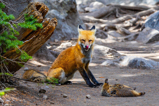Red fox with prey portrait in Rocky Mountain National Park