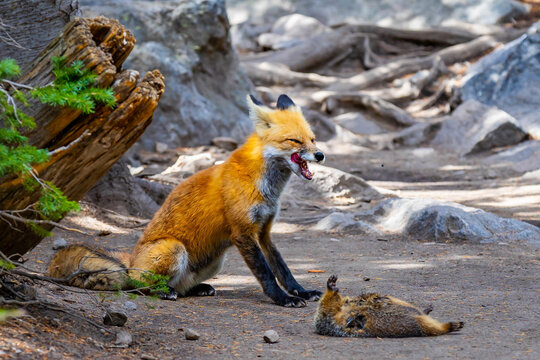 Wild red fox standing over hunted marmot in Colorado