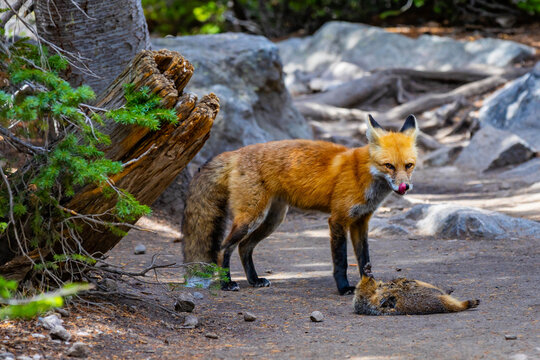 Wild red fox standing over hunted marmot in Colorado