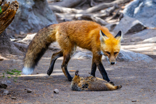 Red fox with prey portrait in Rocky Mountain National Park