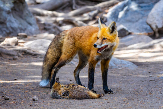 Wild red fox standing over hunted marmot in Colorado