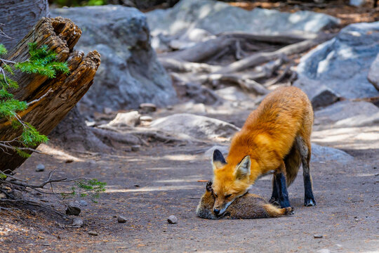 Red fox portrait holding prey at Rocky Mountain National Park