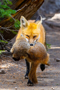 Wild fox carrying marmot prey along Rocky Mountain forest trail