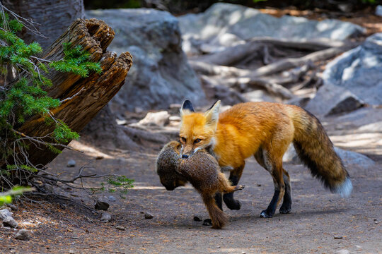 Red fox portrait holding prey at Rocky Mountain National Park