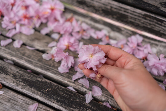 Delicate cherry blossom held in fingers resting atop weathered grey wooden planks during a bright sunny afternoon