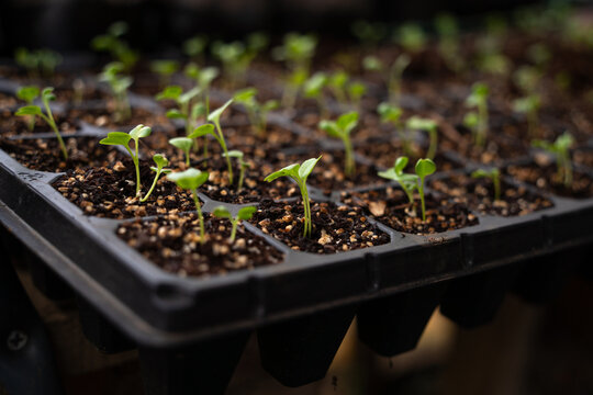 Seedlings growing in a seed tray before being transplanted into the ground.