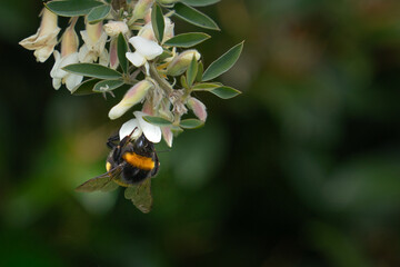 Bumblebee clinging to a flower in search of nectar and pollen. © Pamela