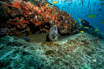 Leopard moray eel looking from vibrant coral reef © Kristof