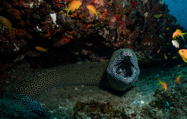 Moray eel opening mouth in coral reef © Kristof
