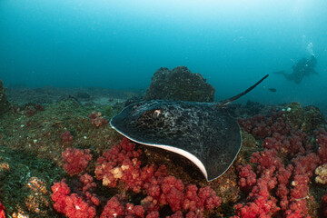 Ray resting on colorful coral reef while diver explores © Kristof