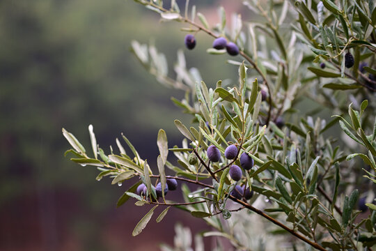 Ripe olives on a wet olive branch, close-up