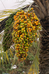 Cluster of ripening dates growing on a palm tree in Batumi, Georgia, showing subtropical fruit and vegetation in the Black Sea coastal climate. © Cat_Kiti_cat