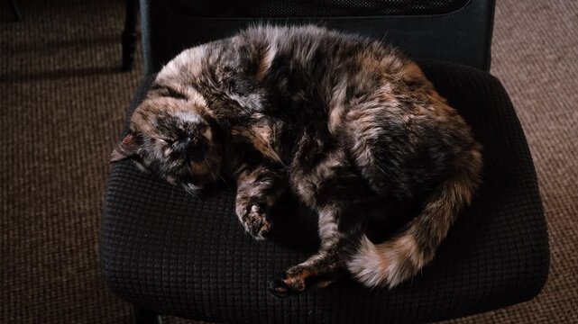 A fluffy tortoiseshell cat sleeps curled up on a dark office chair at home. Cozy pet, domestic life, animal rest. High quality 4k footage