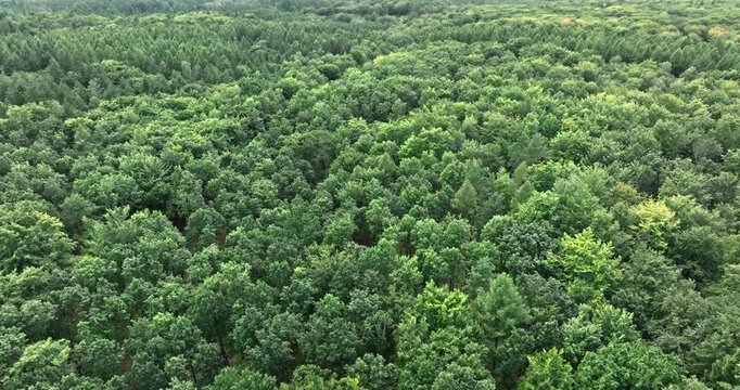 Birds-eye view of an endless green summer forest, Poland.