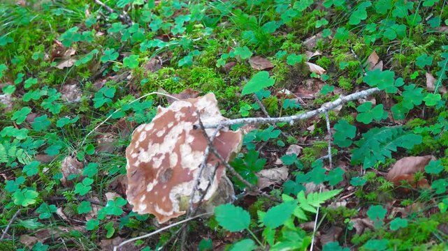 Single wild porcini mushroom in green woodland floor with
