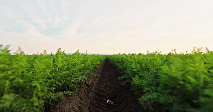 Moving through a vast carrot field with lush green tops. Endless rows of growing vegetables in fertile soil under a beautiful sky