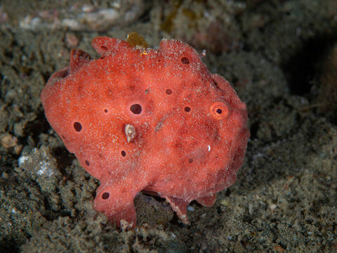 Bright red painted frogfish resting on sandy seafloor in Ambon Indonesia