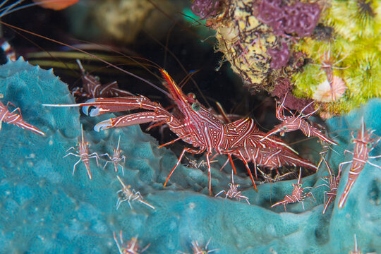 Group of camel shrimp on colorful coral reef in Ambon Indonesia