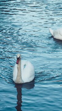 Beautiful white swans floating peacefully in clear mountain