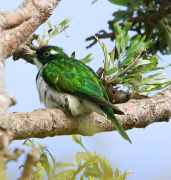 Klaas's cuckoo 