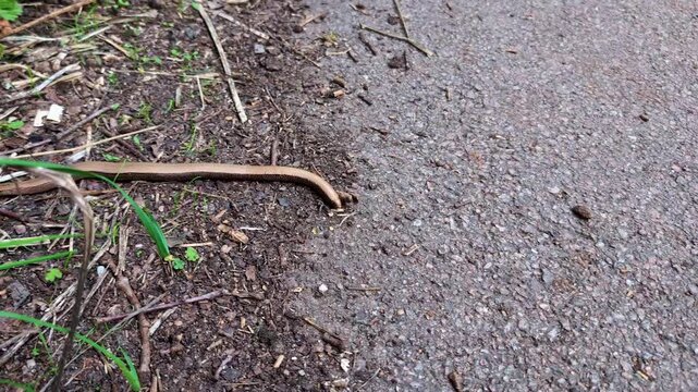 Slow worm crawl along the ground. In the UK