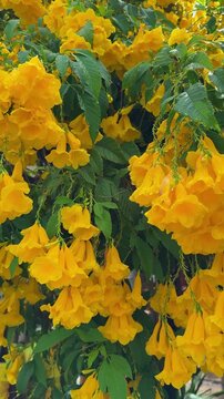 Vibrant Yellow Tecoma Stans Flowers Blooming with Green Leaves