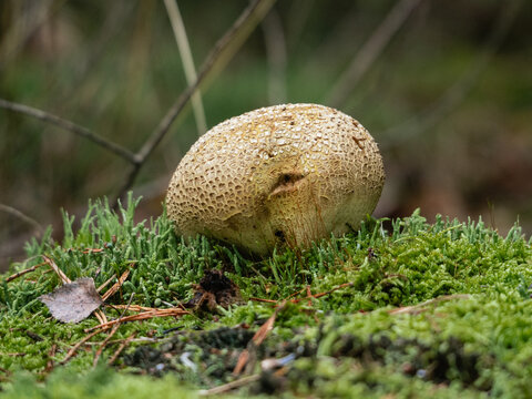 Common earthball mushroom (Scleroderma citrinum) growing on green moss in the forest